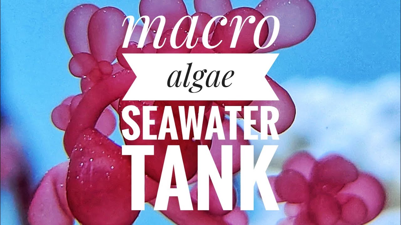 How to set up a macro algae seawater tank. Low tech seatwatertank. Makroalgen im Salzwasseraquarium.