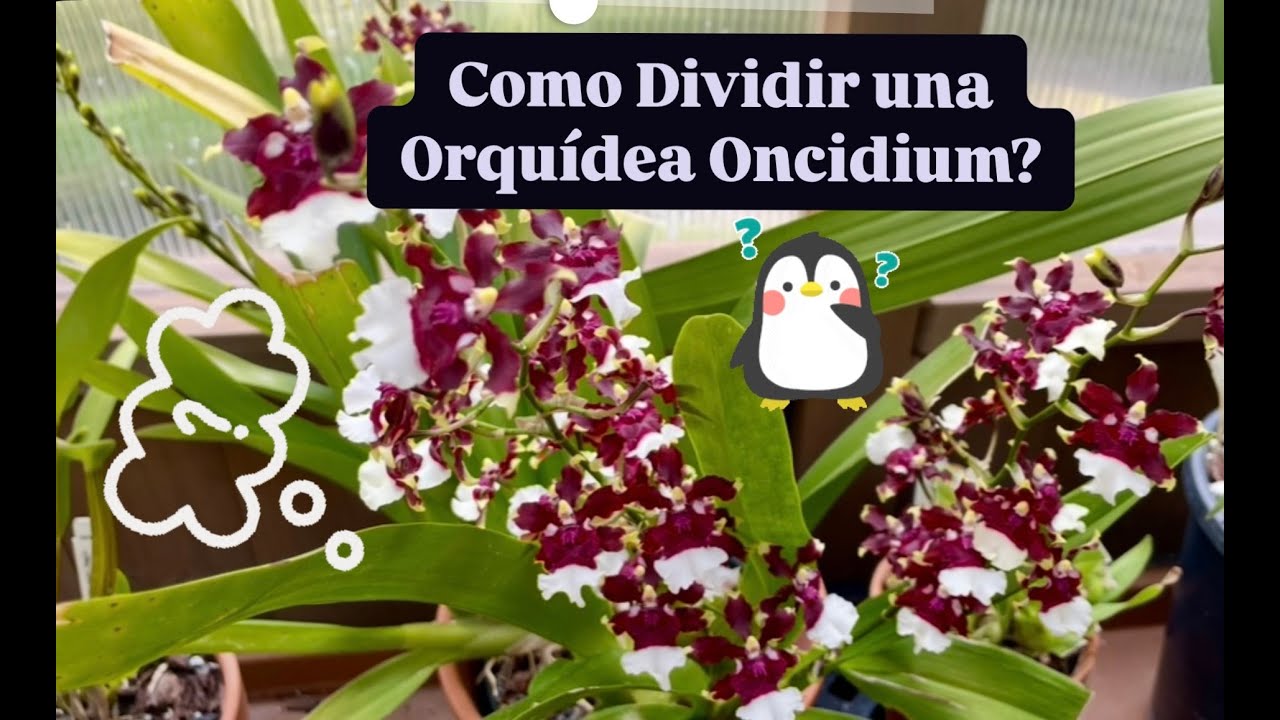 ✅COMO DIVIDIR UNA ORQUÍDEA ONCIDIUM⁉️🪴🌺🙋🏻‍♀️