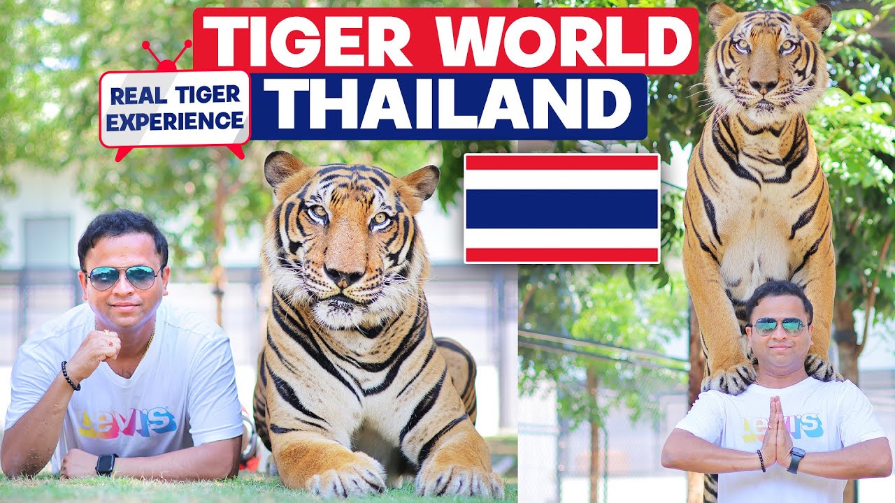 🇹🇭 Tiger World Thailand Bangkok: Playing with REAL Tigers ! (Unforgettable Experience)