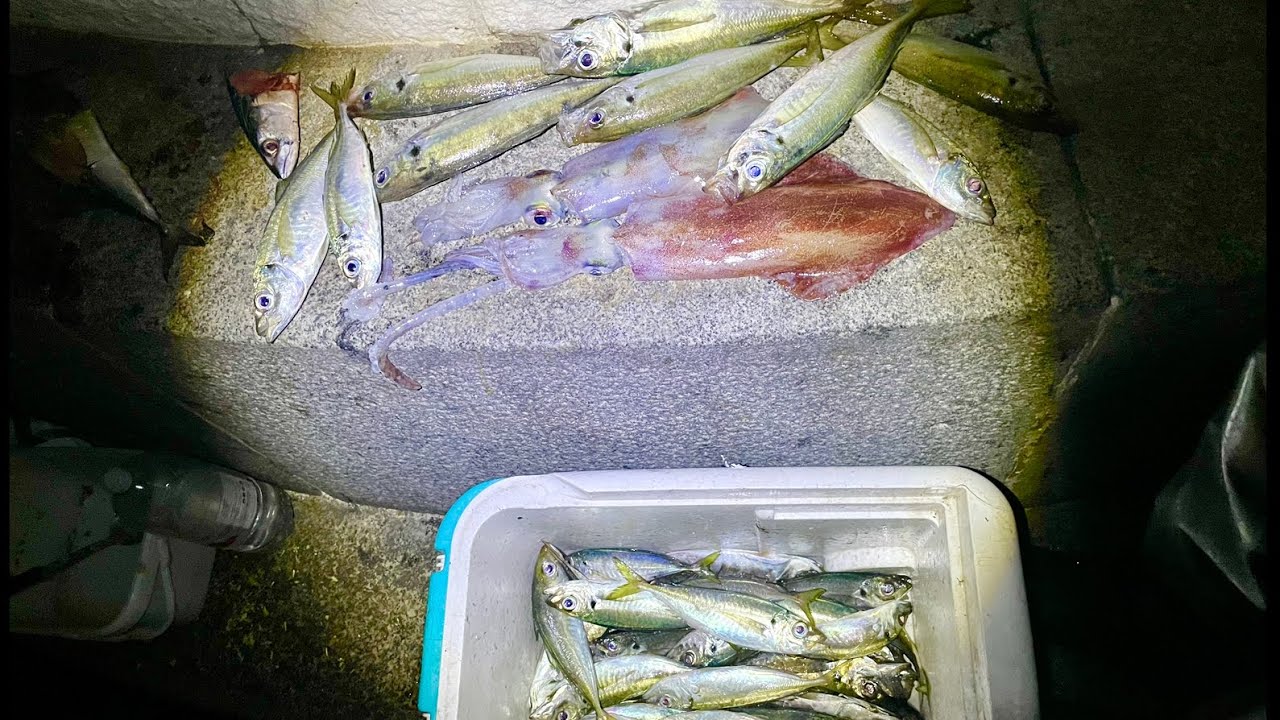 The SQUID SEASON Has Started - Horse Mackerel & Squid Fishing - Catch & Cook 