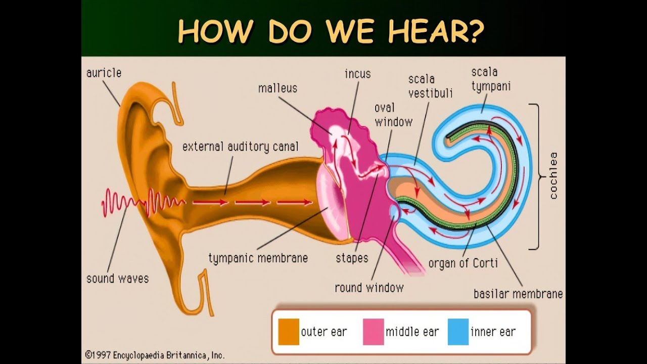 المستقبلات الصوتية ومستقبلات التوازن