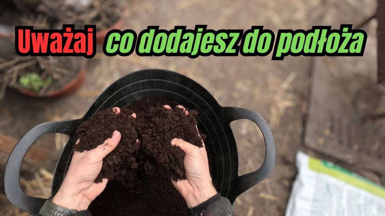 Czego unikać w podłożu do rozsady? Te dodatki niszczą siewki!