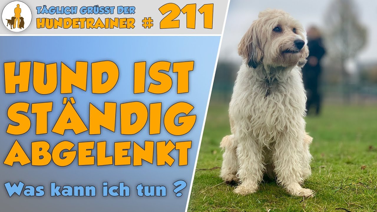 Der Hund ist ständig abgelenkt? - 3 Punkte die man schon in der Welpenerziehung tun sollte - TGH 211