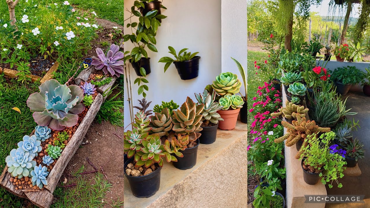 As Melhores Suculentas para Sombra e Varandas 🌵