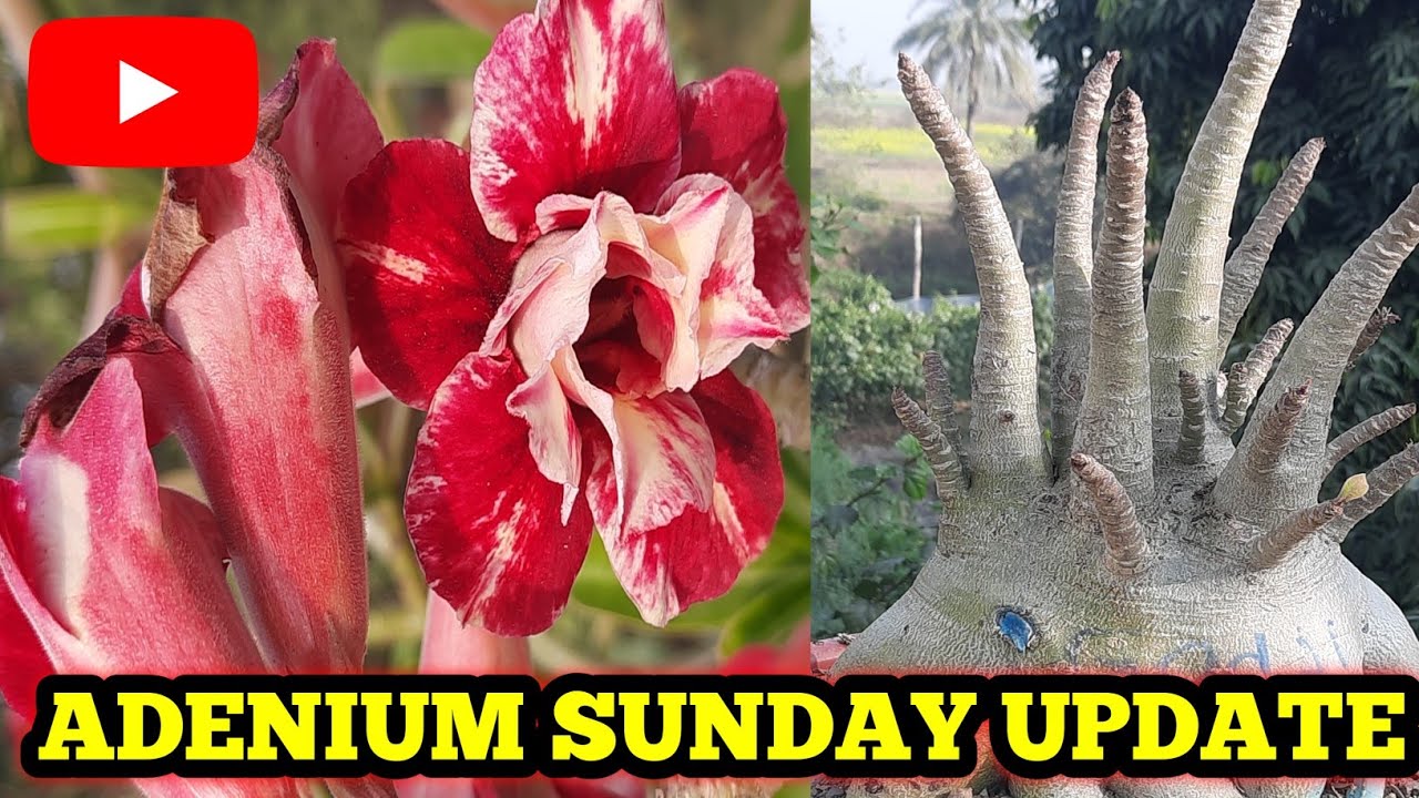 FIRST FEBRUARY SUNDAY ADENIUM UPDATE ll ADENIUM SUNDAY OVERVIEW ll SUNDAY UPDATE 