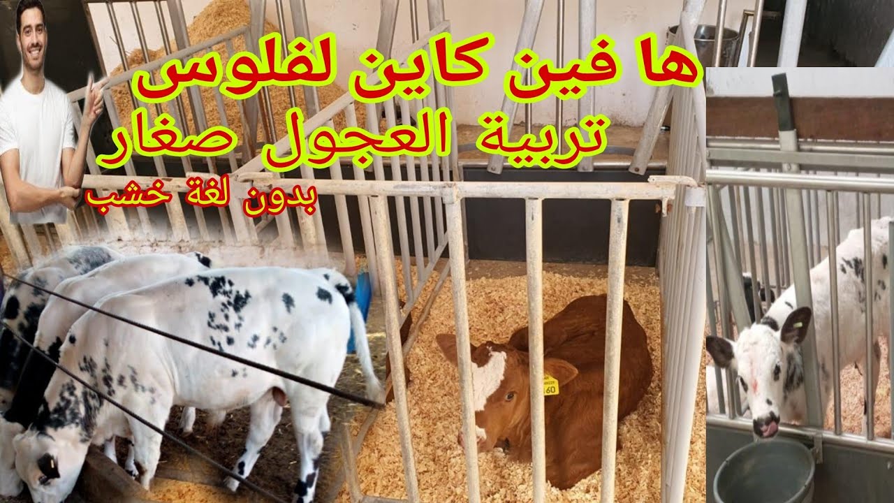 طريقة الصحيحة لربح من تربية العجول الصغار أفضل مشروع حاليا كل ماتحتاجه في هدا الفيديو 👌