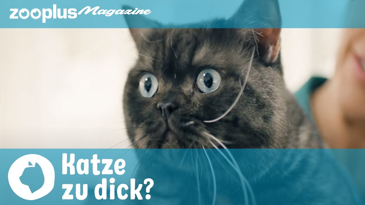 Übergewicht bei der Katze: So nimmt dein Stubentiger richtig ab | zooplus.de