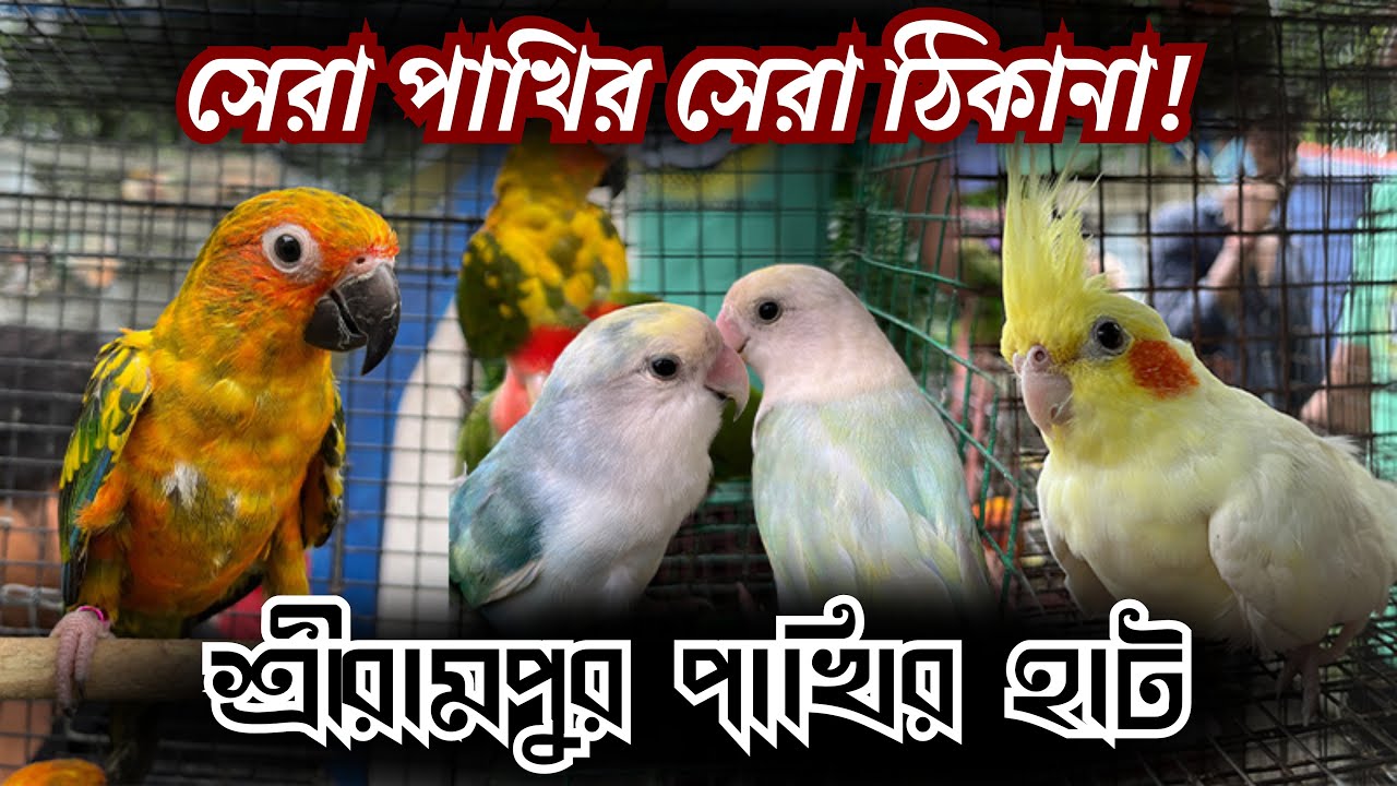সেরা পাখির সেরা ঠিকানা! Cockatiel, Lovebird, Conure দাম | Serampore Pet Market 2025