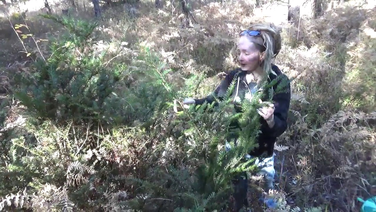 Meeting Pacific Yew in the wild!
