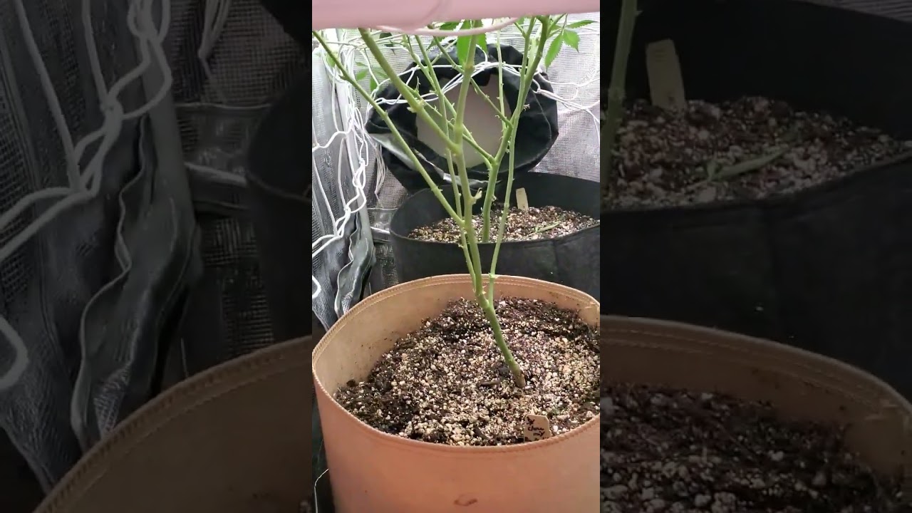 Last week Veg, First week Flower Kushmans Grape Ape Summer 2022