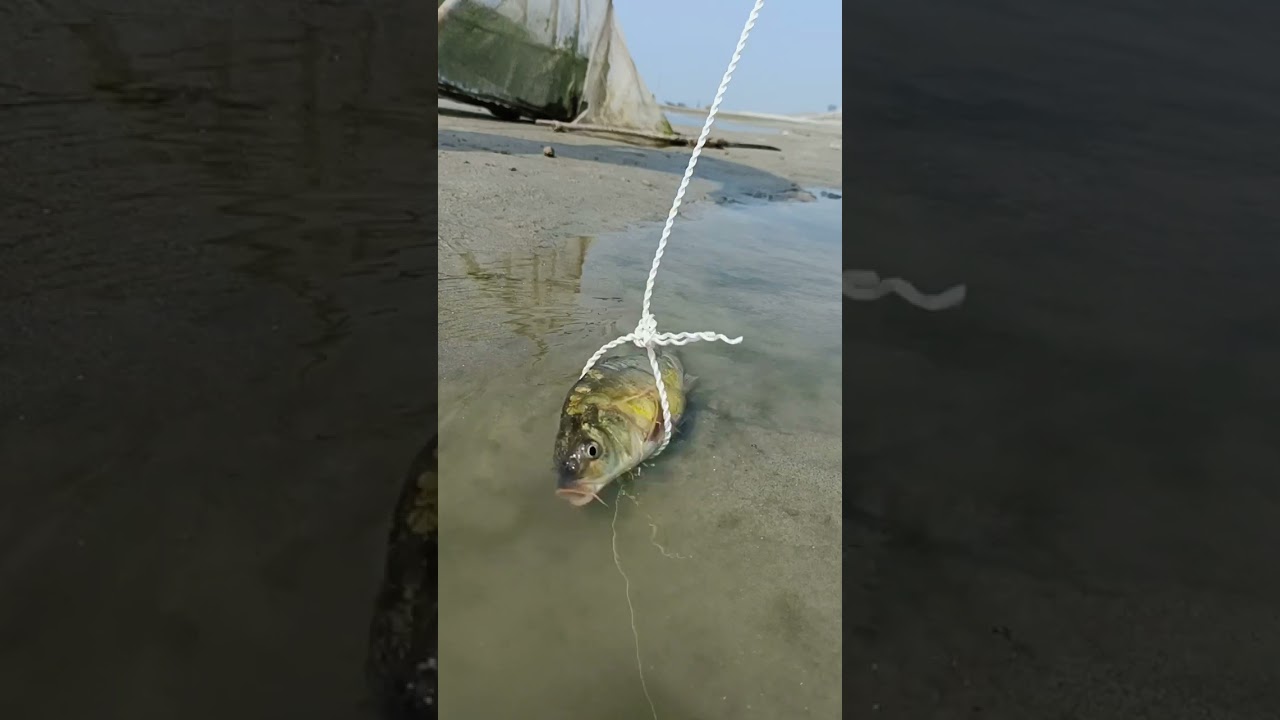 Amazing fishing Trap in River #shorts #fishing #technique #fishingshorts