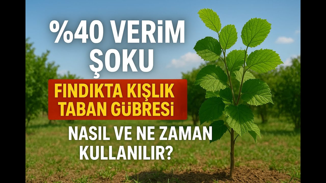 FINDIKTA %40 VERİM ŞOKU [Fındık Taban Gübreleme Sırrı: P+K (Fosfor Potasyum) Ne Zaman&Nasıl Atılır?]