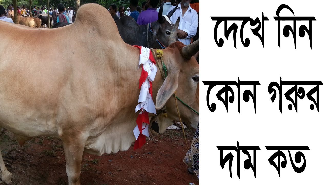 See what the price of today's cows' cattle market was