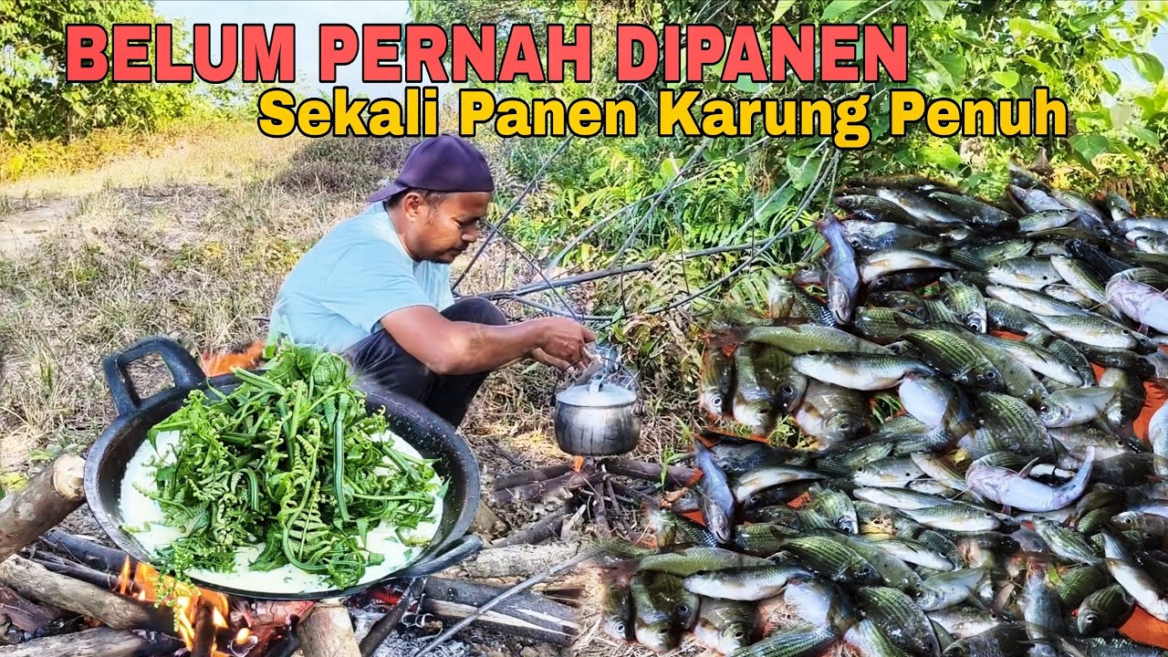 BELUM PERNAH DIPANEN SEKALI PANEN KARUNG PENUH - REZEKI ANAK SHOLEH BULAN PUASA