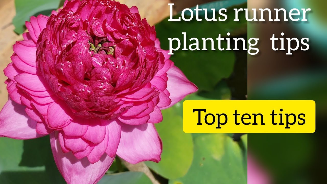 Hybrid lotus planting || how to plant lotus runner