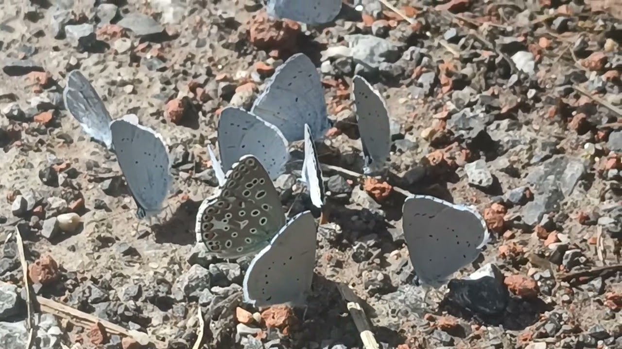 MARIPOSAS del SUR 🦋 ASTURIAS