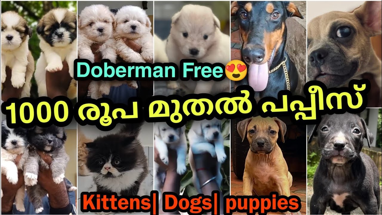 1000 രൂപ മുതൽ dogs🔥 | Good quality puppies and kittens sale in low price 🤑Free adoption | PETS POINT