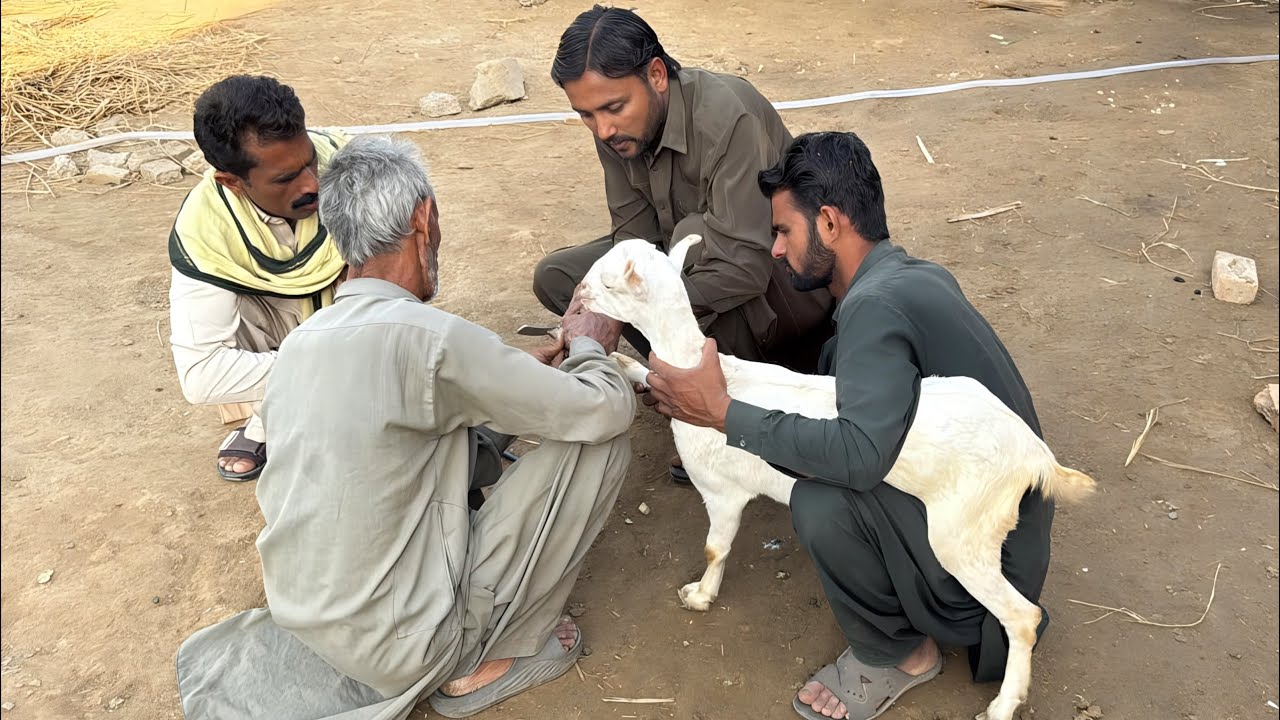 💔 Bakri Ki Takleef Aur Uska Ilaaj