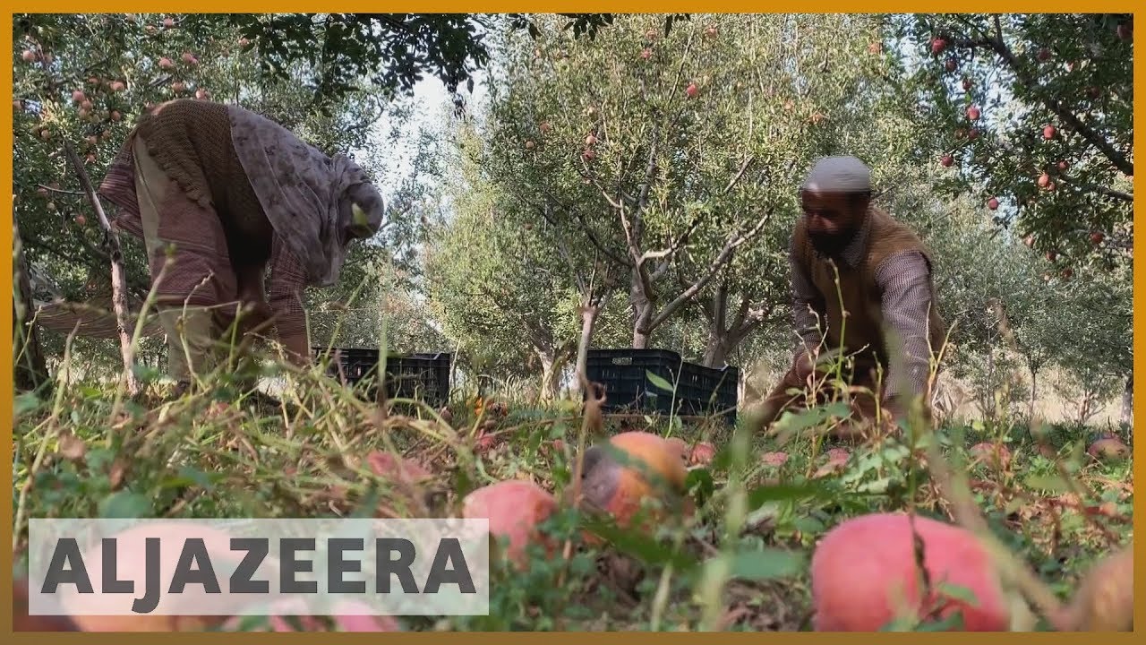 Kashmir farmers struggle from India restrictions