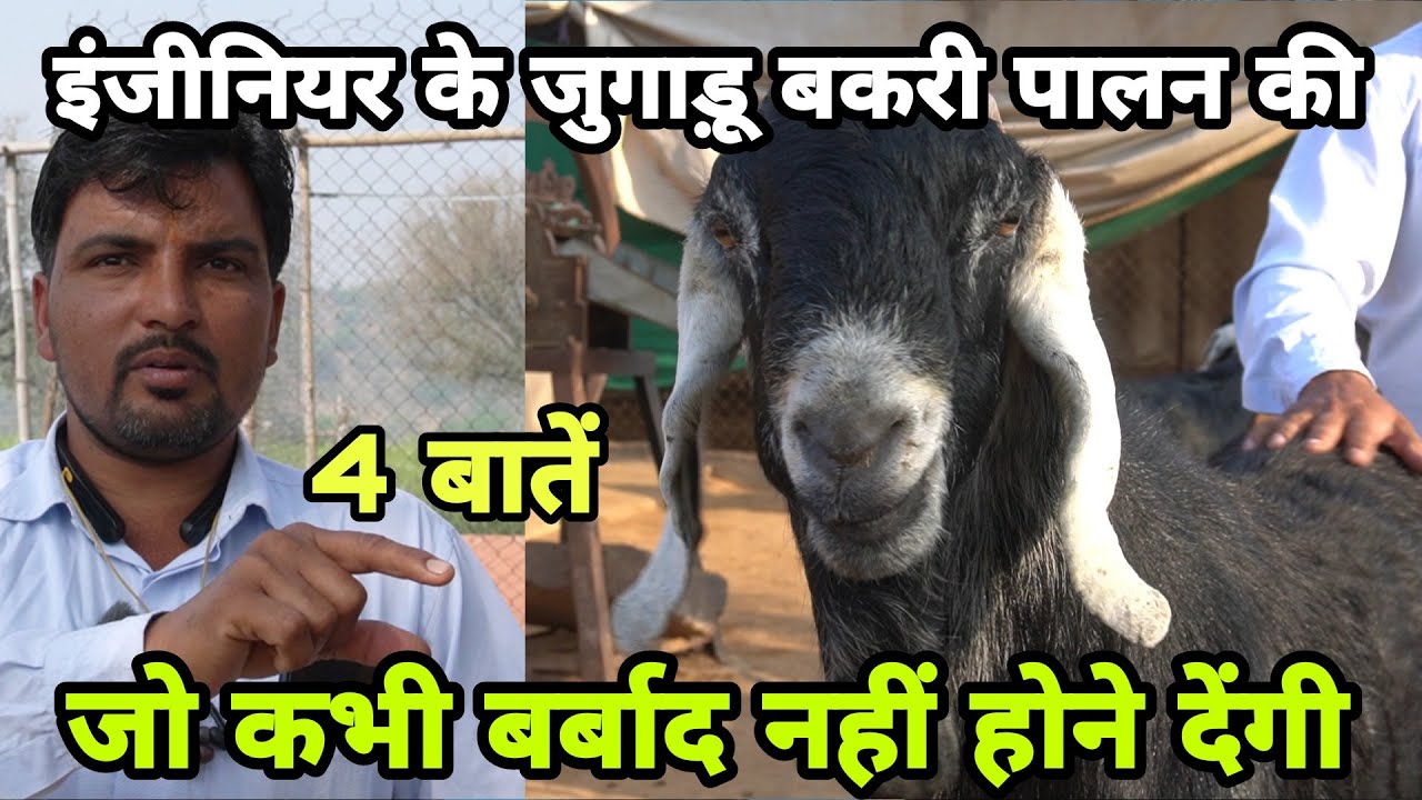 एक इंजीनियर ने खोज निकाली बकरी पालन की 4 कमियां जो कर देती है बर्बाद | jakharana goat farm nimrana