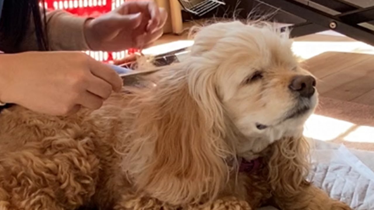 ただ気持ちよくブラッシングされてるだけのルイ　American Cocker Spaniel　アメリカンコッカースパニエル