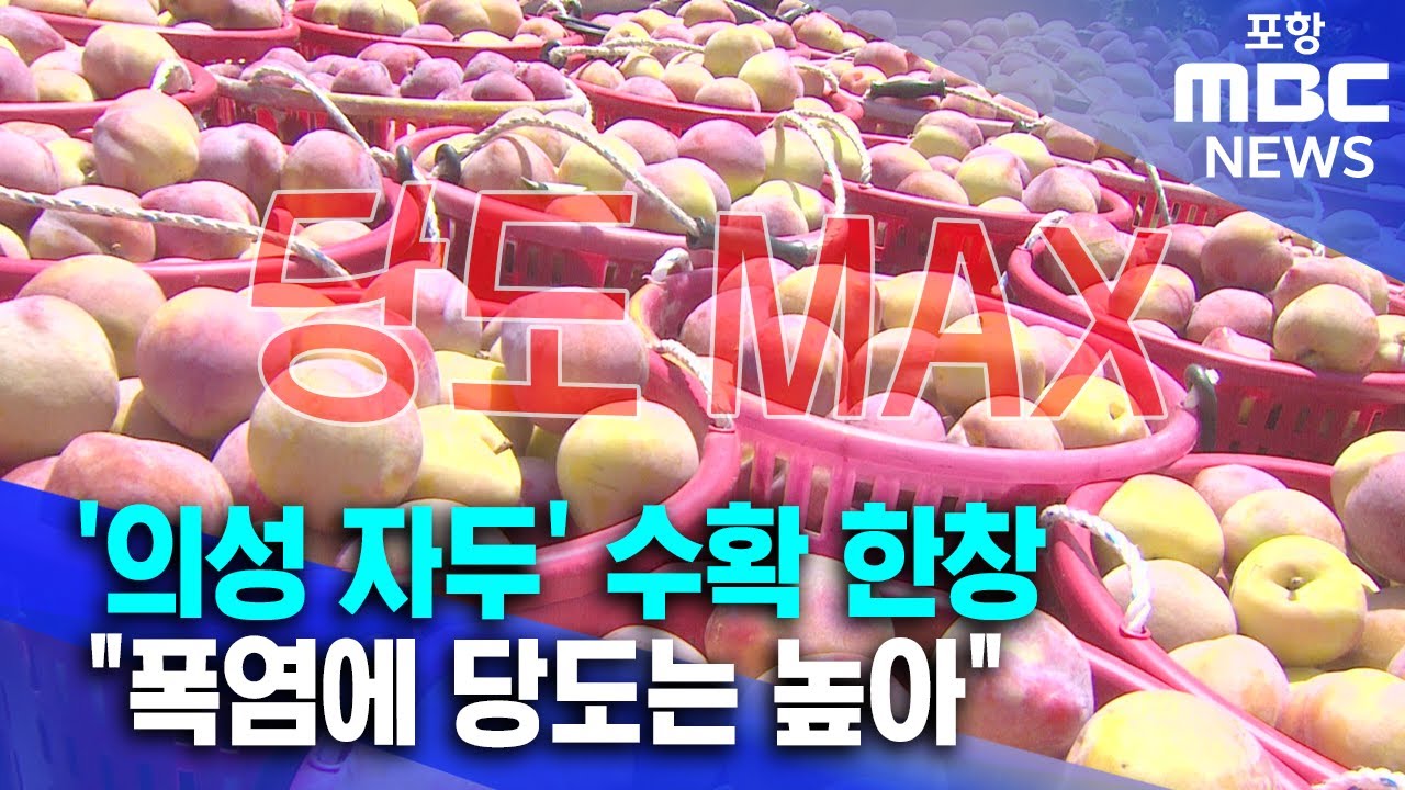 '의성 자두' 수확 한창..