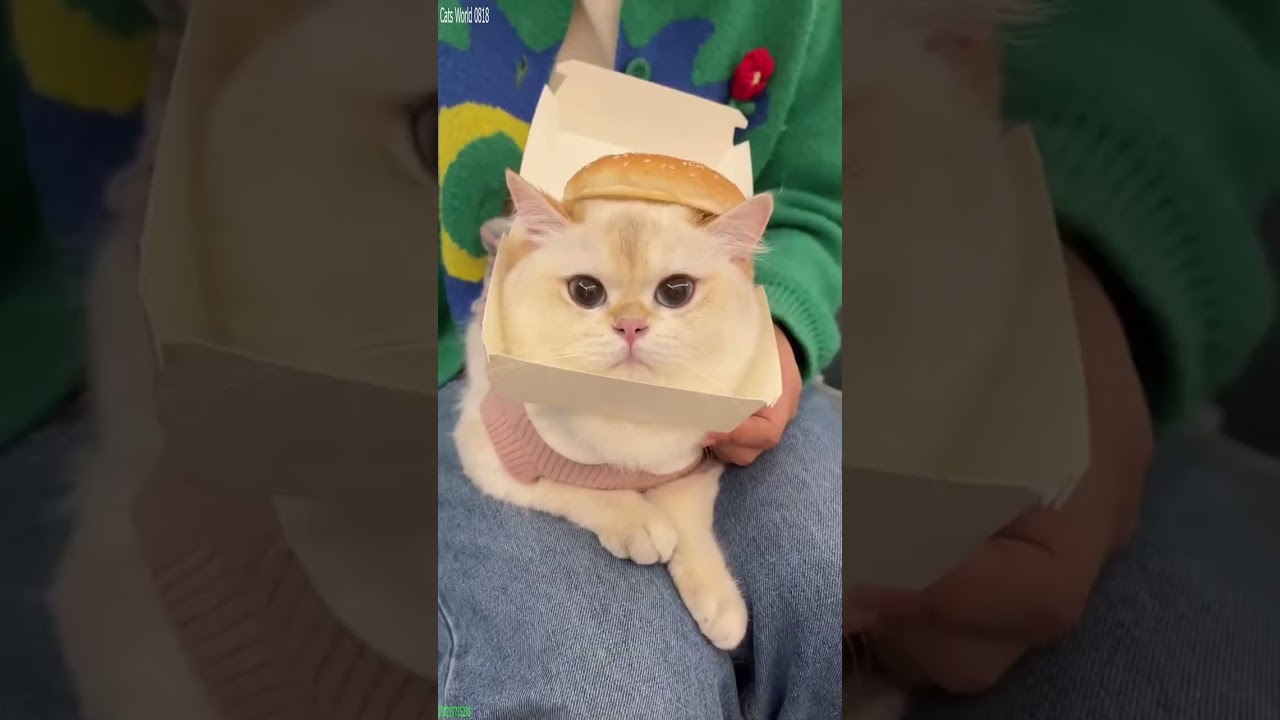Cat Lover ❤️ #viral 😅 # Episode 3373