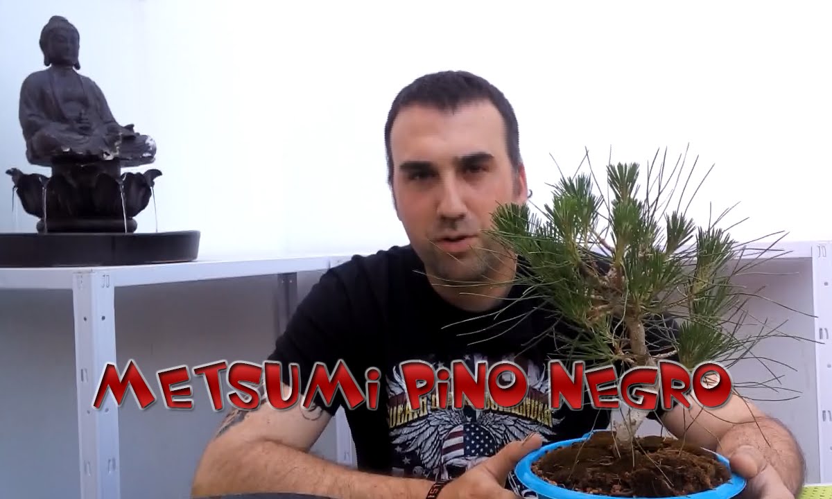 Metsumi Pino Negro