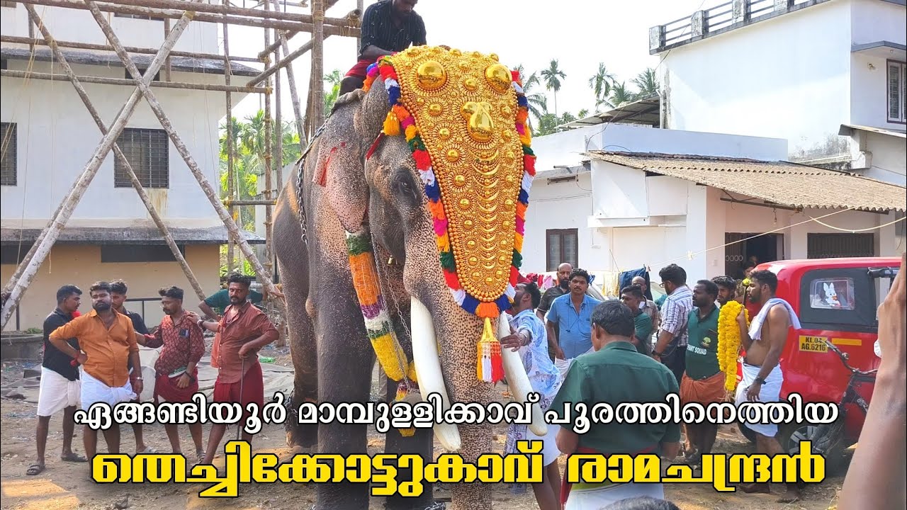 തെച്ചിക്കോട്ടുകാവ് രാമചന്ദ്രൻ മാമ്പുള്ളിക്കാവ് പൂരത്തിന് 😍🔥 Thechikottukav Ramachandran @Mambullykav