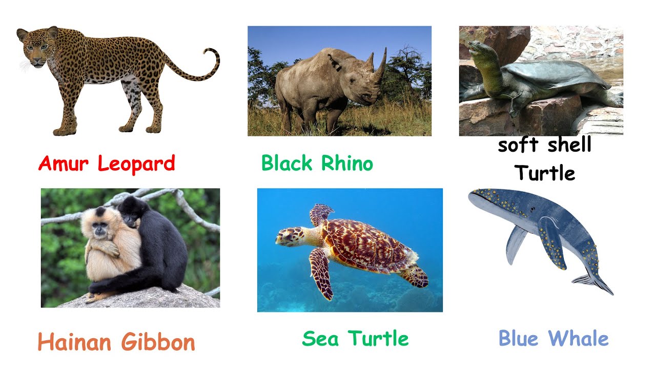 Endangered Species Explained 🐅 - Part 1