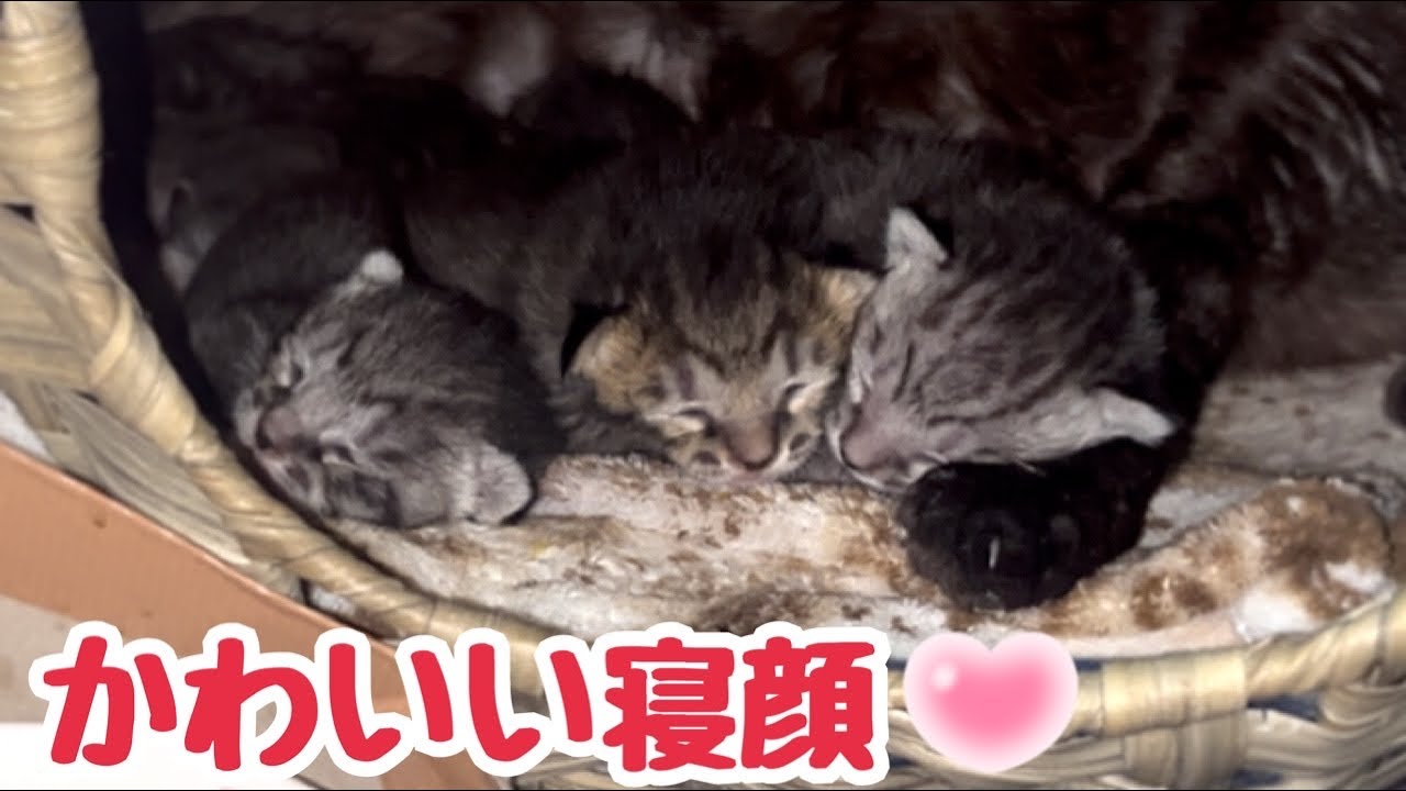 今日の外猫たちの暮らしと生後1週間経った赤ちゃん猫たちが顔を出した