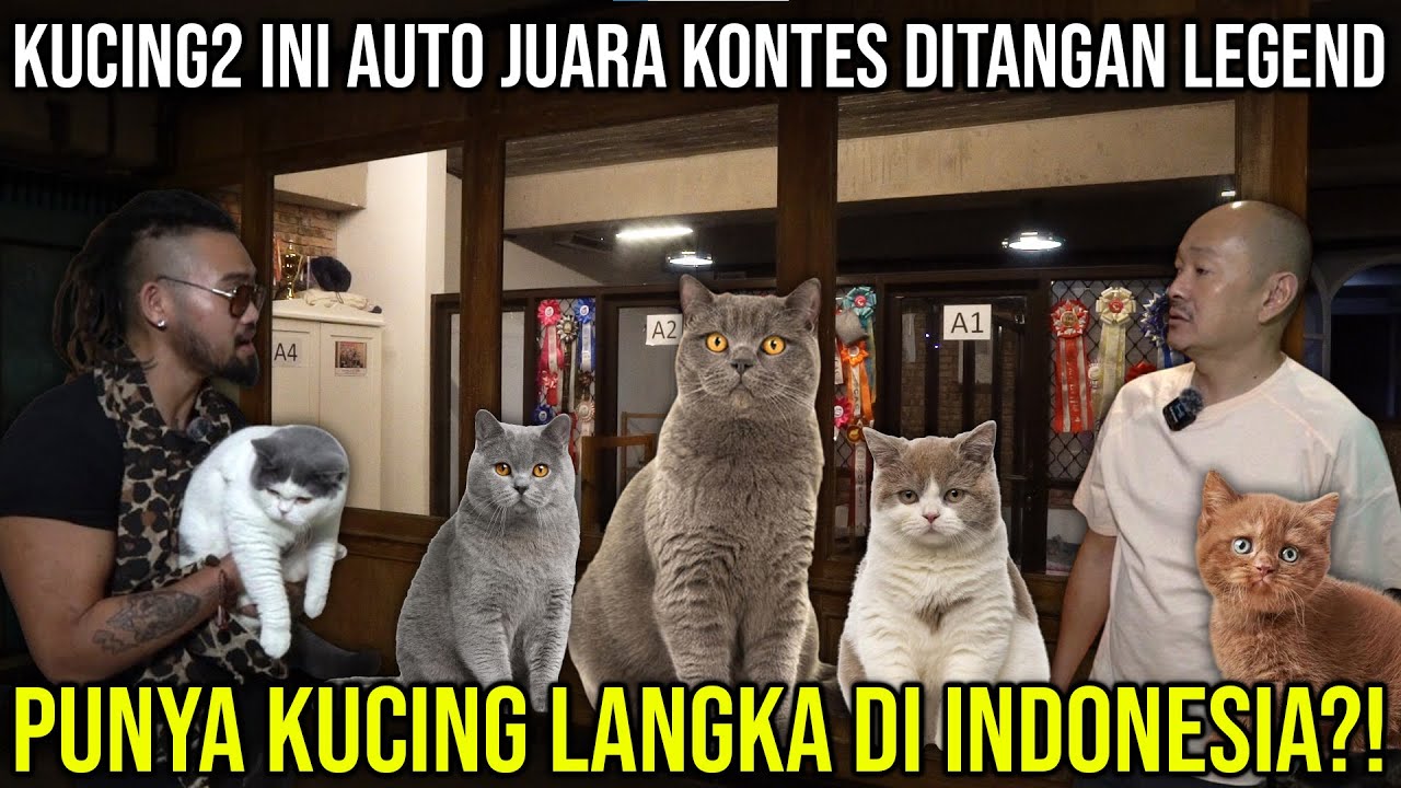 KUCING2 INI AUTO JUARA KONTES DITANGAN LEGEND, PUNYA KUCING LANGKA DI INDO?! GOODANANTYA #indoexotic