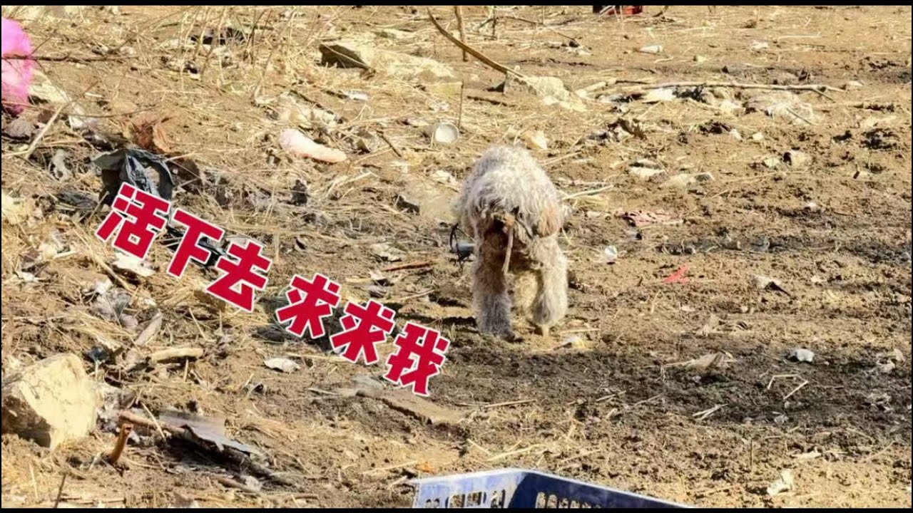 不知道拖了多久的捕兽夹 也不知道流浪多久