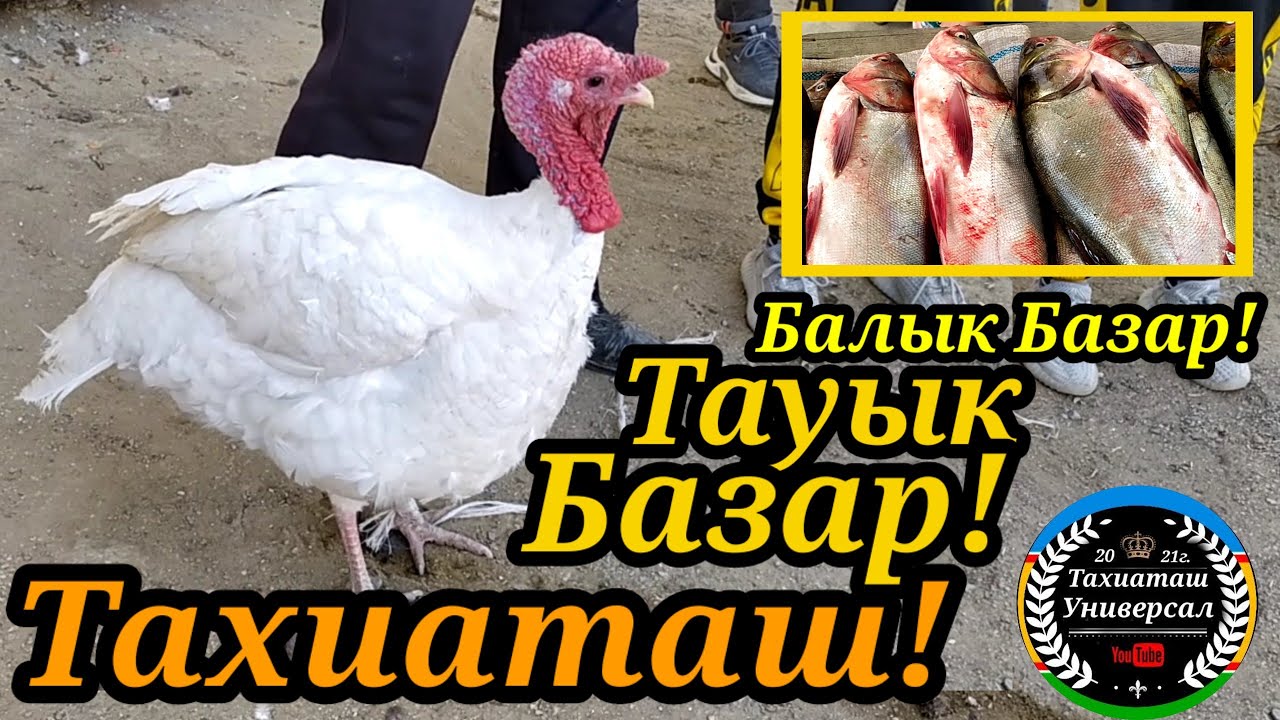 🦃ТАУЫК БАЗАР🐓🐠БАЛЫК БАЗАР🐬#тахиаташ#узбекистан#казакстан#россия#базар#рынок#рыба#курица#цыплята