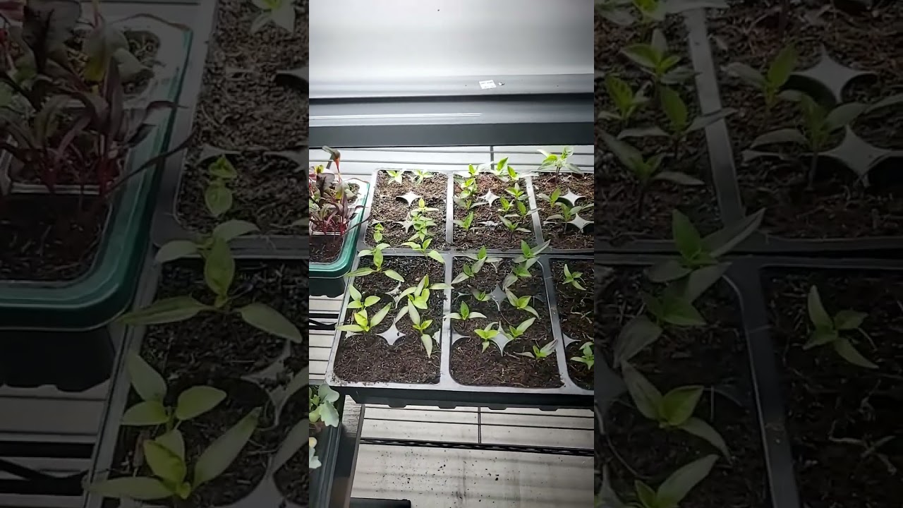 1 month anniversary seedlings. Growing from seeds!🪴