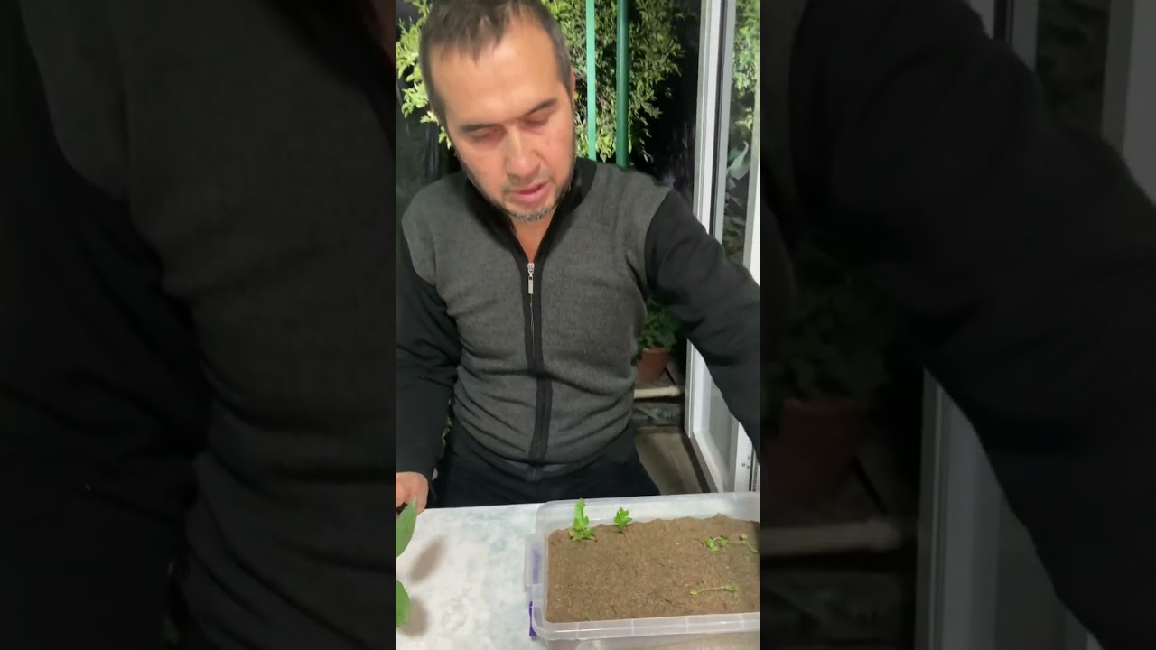 Atirgul novdasidan qalamcha tayyorlash usullar