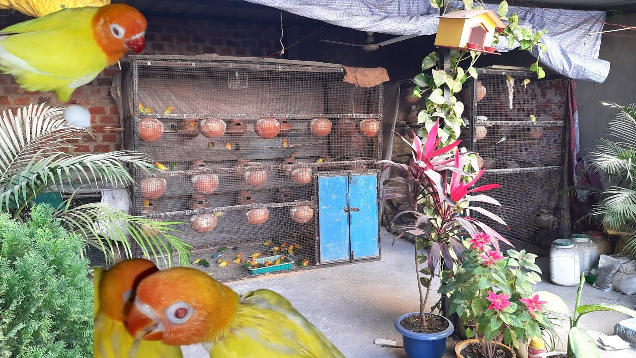 African lovebird colony breeding progress | लवबर्ड की काॅलोनी की प्रोग्रेस