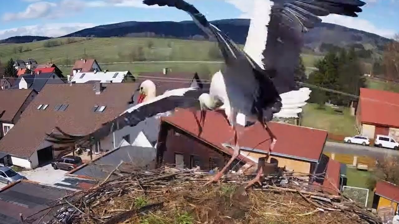 Čápi Mladé Buky | Betynka a Bukáček - dny plné chaosu | Betynka and Bukacek - days full of chaos