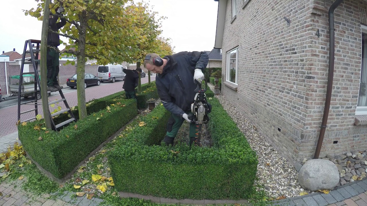 Buxux snoeien timeplapse Buxus snoeien timelapse