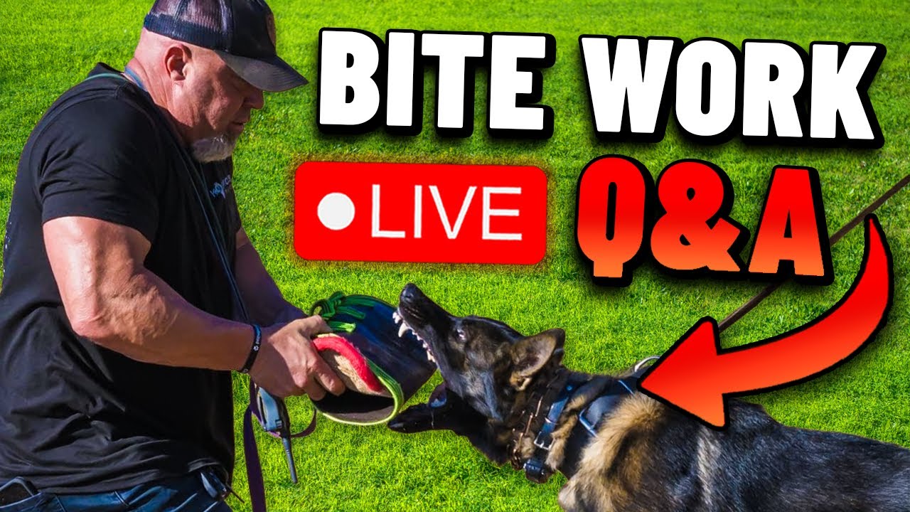 Live Q&A with K9 Experts : Solving The BIGGEST Problem In Police Dog Training!