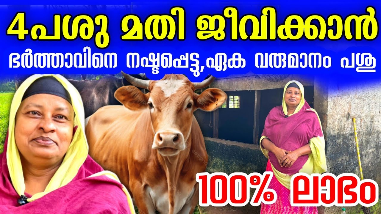 4 പശു, 30000 രൂപ ലാഭം, ഈ വീട്ടമ്മയുടെ പശു വളർത്തൽ വൻ ലാഭം | Successful lady dairy farmer 