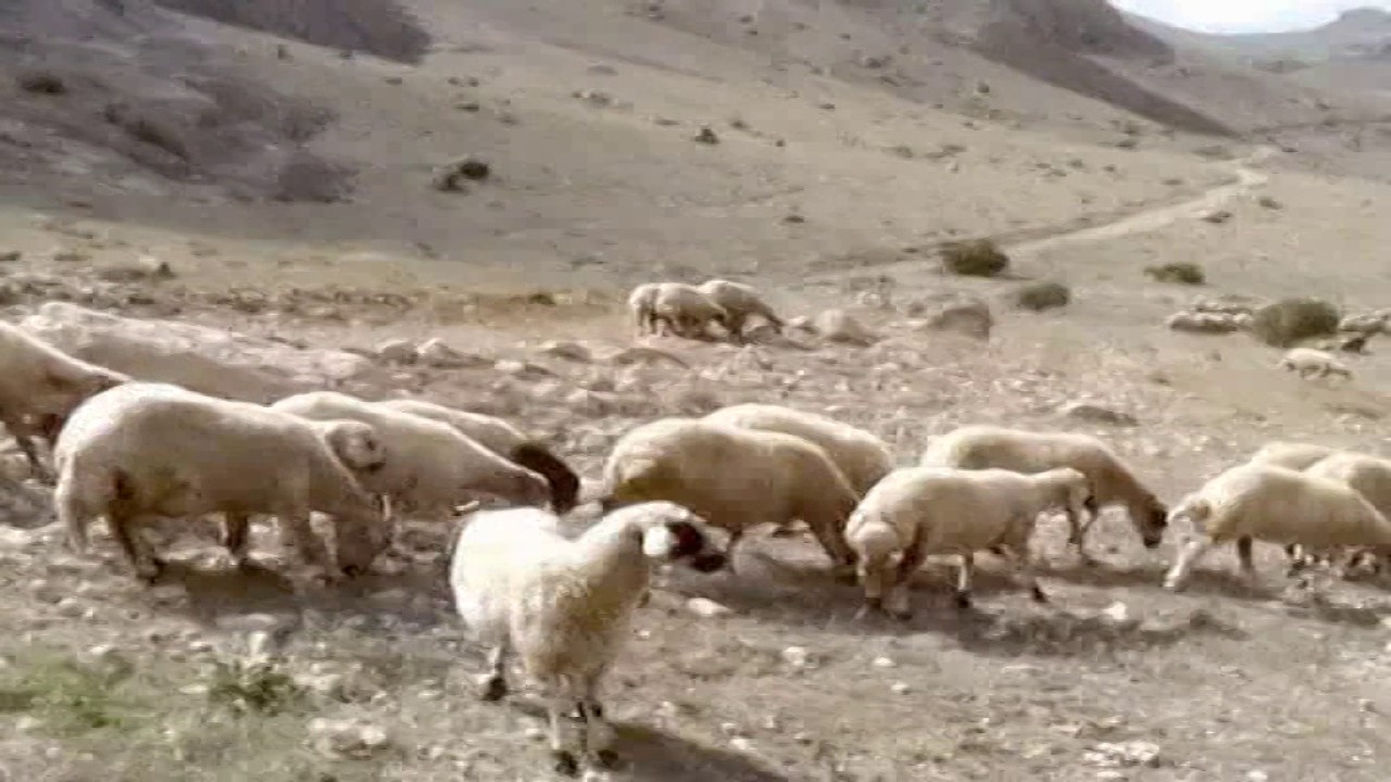 tan köyü yayla geyikler vs