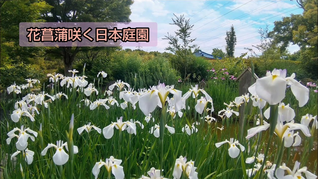 日本庭園で花菖蒲見てきたよ