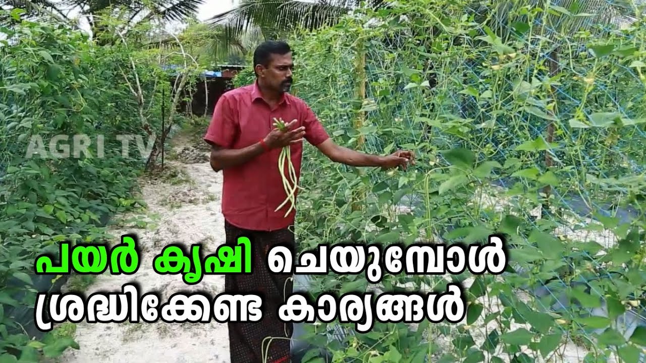 പയർ കൃഷി ചെയുമ്പോൾ ശ്രദ്ധിക്കേണ്ട കാര്യങ്ങൾ| Payar Krishi Tips Malayalam | Pea Cultivation Malayalam