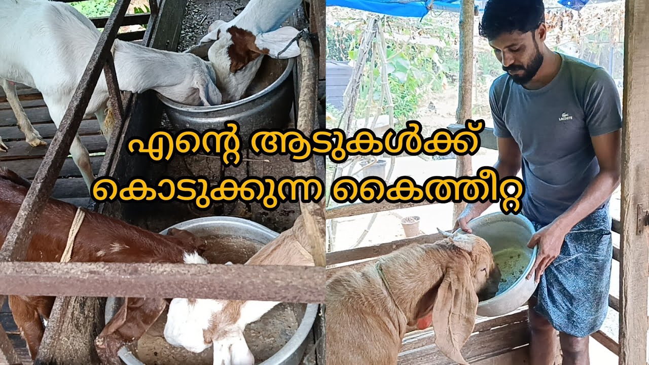 എൻ്റെ ആടുകൾക്ക് കൊടുക്കുന്ന കൈ തീറ്റ