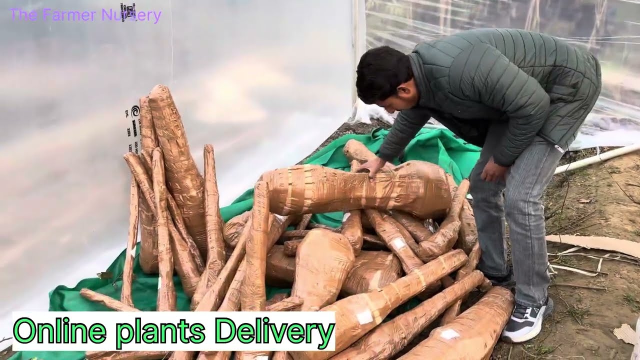 Online plant🪴पेड़ पोधों की डिलीवरी 🚚 कैसे होती हैं और peach 🍑 plum 6396240346