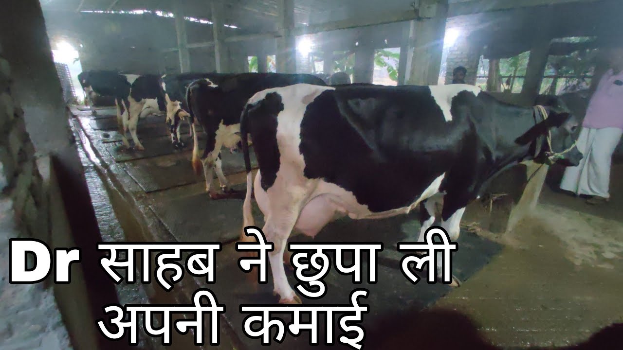 Dr साहब ने छुपा ली अपनी कमाई// Mujaffarpur cow farm,Bihar cow dairy farm,sudha milk