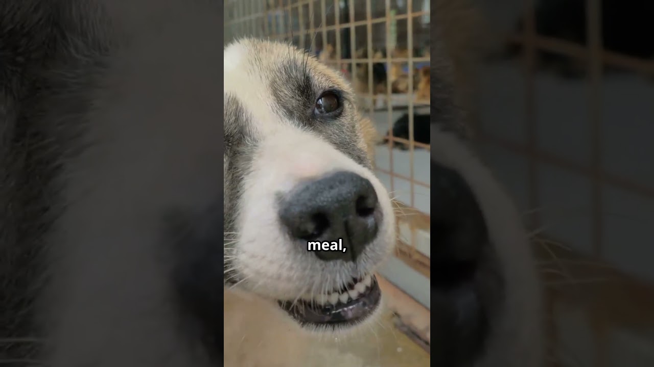 Touch the hearts of dog lovers with “The Unconditional Love of Dogs”