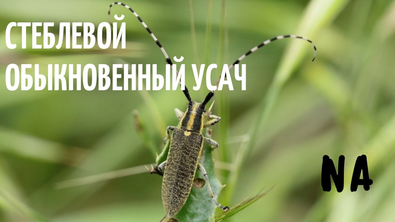 Стеблевой обыкновенный усач  ( лат. Agapanthia villosoviridescens)