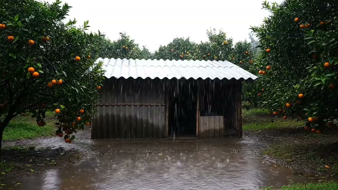 ASMR Gentle Rain in Tropical Forest | Natural White Noise for Sleep